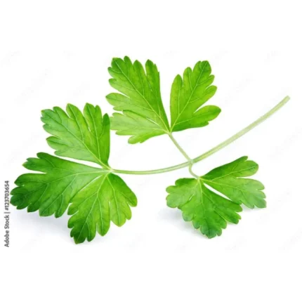 Fresh Coriander Leaves - Bulk Supply for Commercial Use